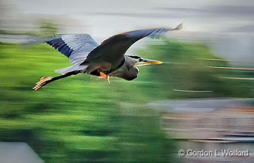 Heron In Flight_24271.jpg - Great Blue Heron (Ardea herodias) photographed along the Rideau Canal Waterway at Rideau Ferry, Ontario, Canada.